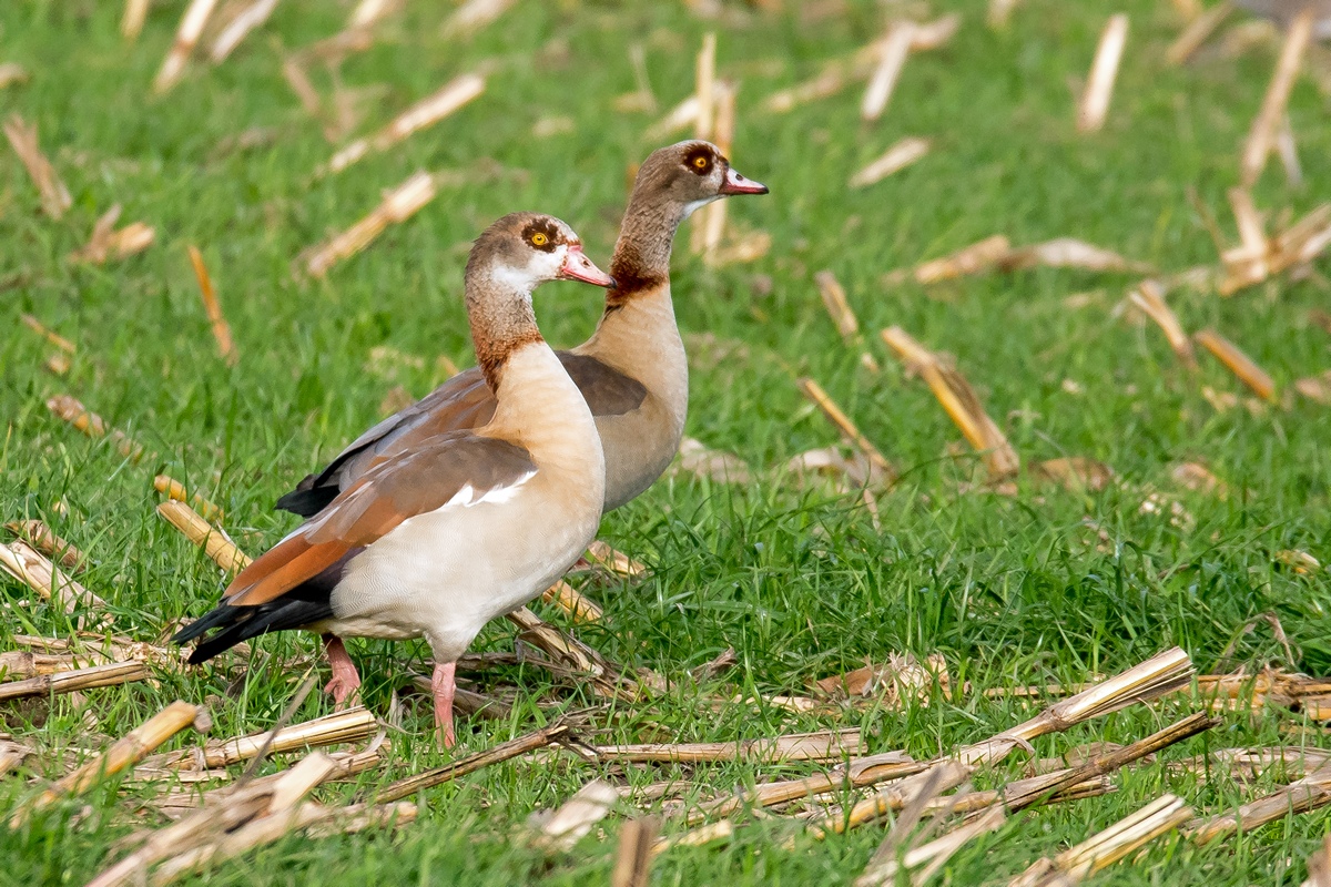 D50 4753 Nilgänse IA 10 2016