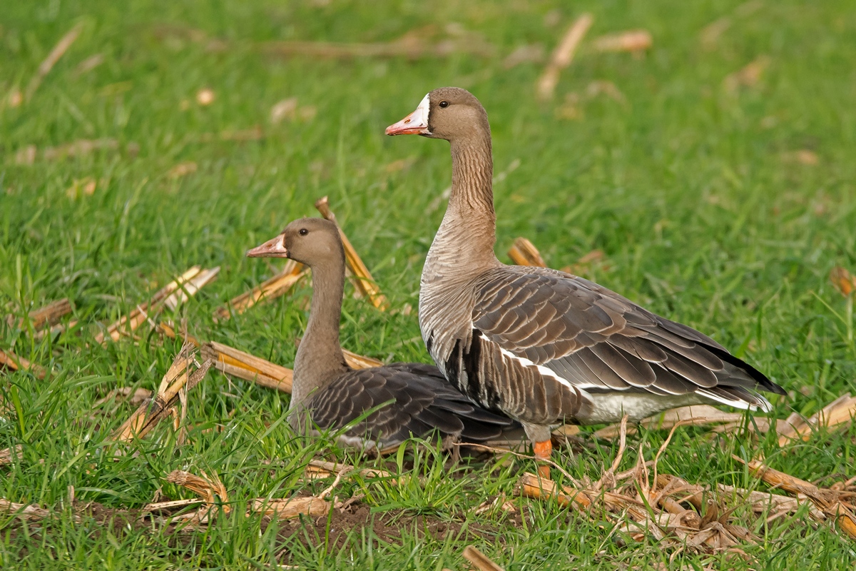 D50 4754 Blässgans Alt  und Jungvogel IA 10 2016