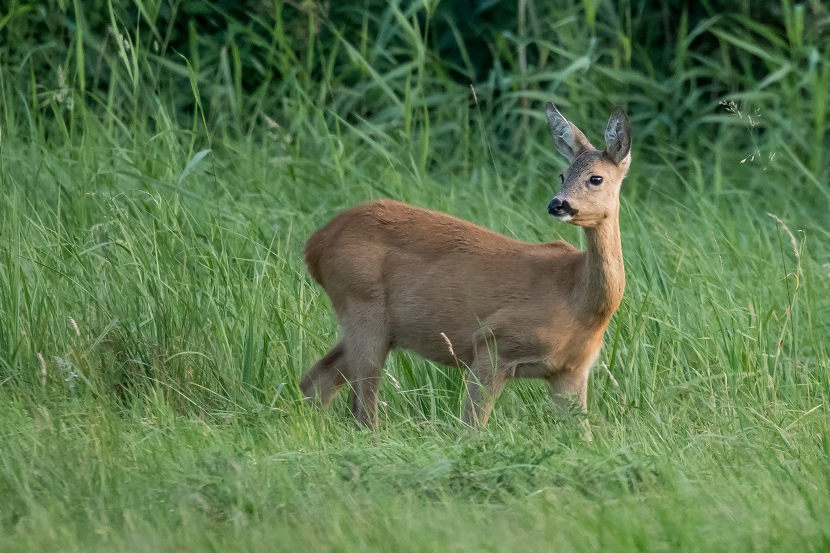 D50 4901 Rehmädchen am Abend IA 8 2017