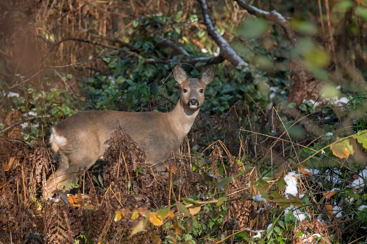 D50 4958 Jungreh schaut aufmerksam IA 11 2016 Stadtpark Urwald