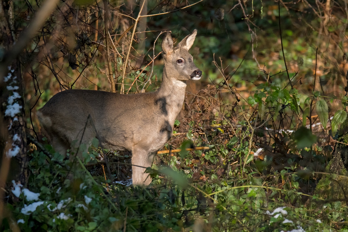 D50 4967 JUngreh III A 11 2016 Stadtpark Urwald