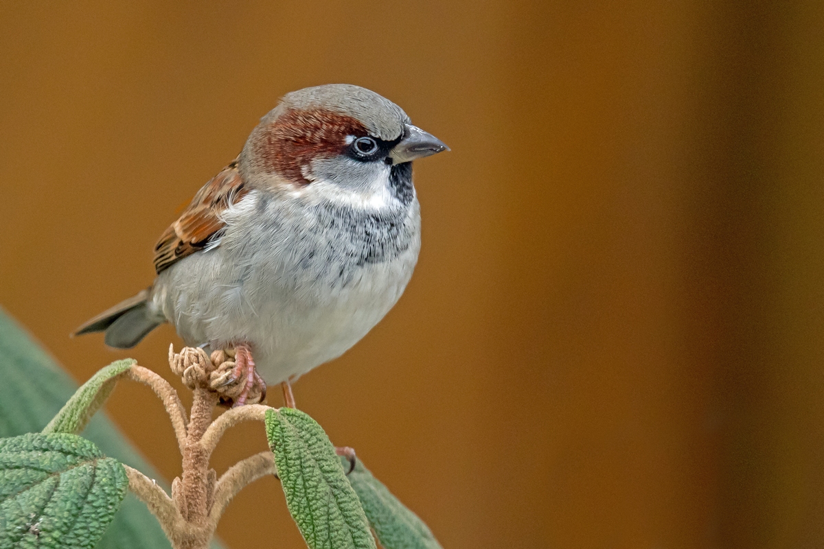 D50 5075 Winterspatz IA 11 2016