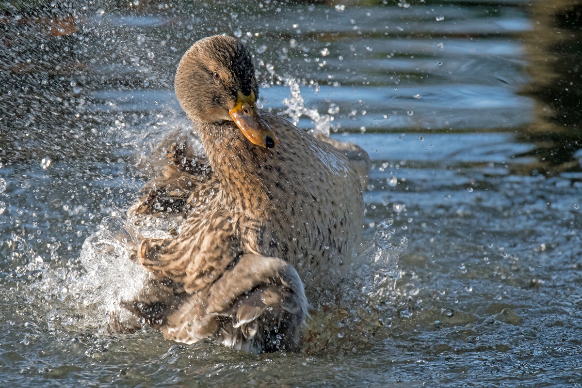 D50 5097 Stockentenweibchen beim Baden IA 11 2106