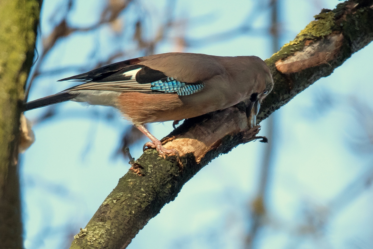 D50 5459 Häher versteckt halbe Erdnuss IA 11 2016