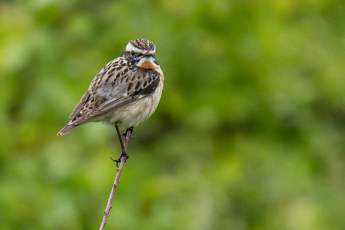 D50 5524 Braunkehkchen IIIA Helgo 5 2018