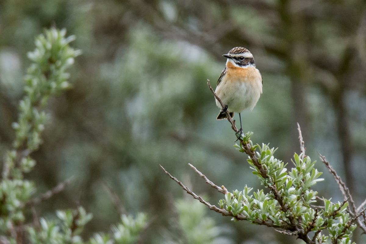 D50 5549 Braunkehkchen IA Helgo 5 2018