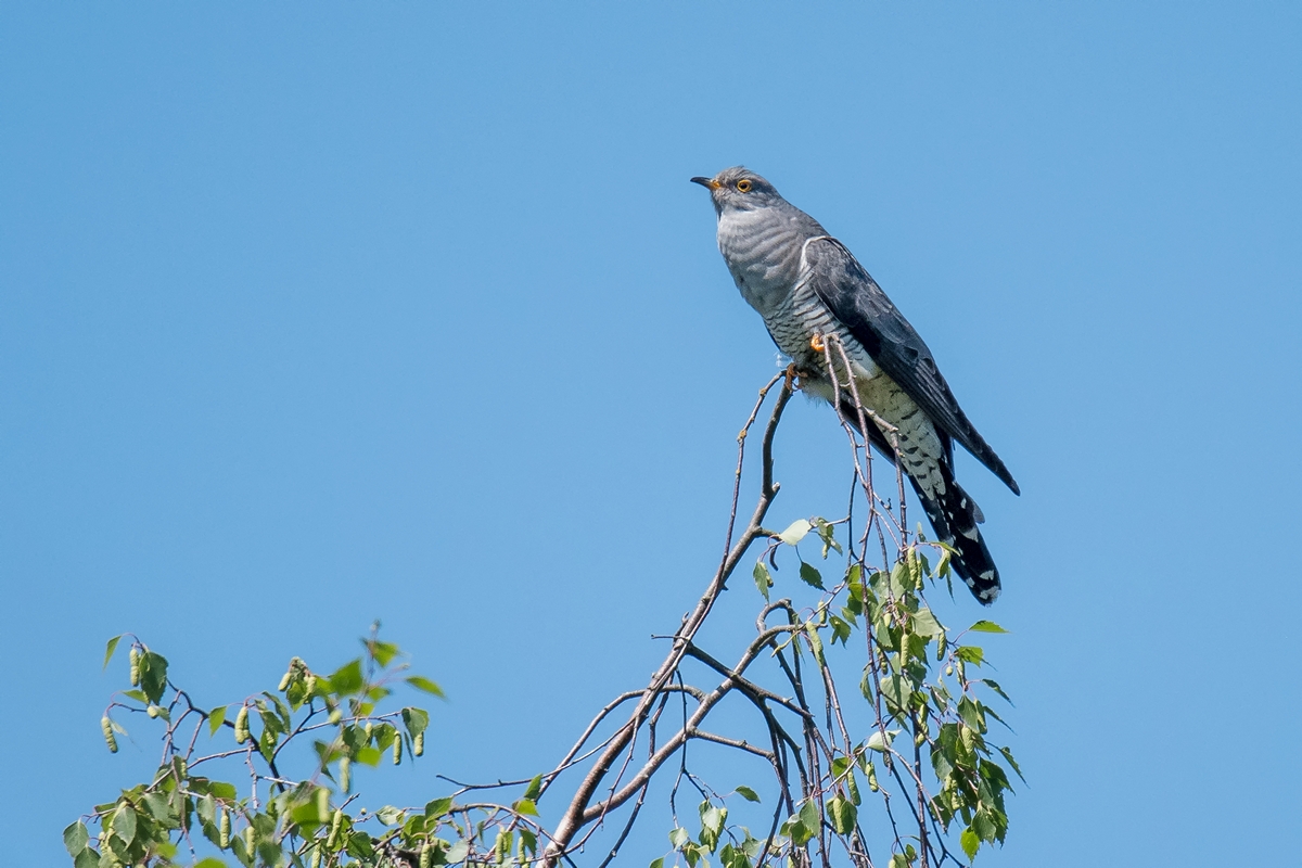 D50 5608 Kuckuck auf Birkenspitze IIA 5 2018