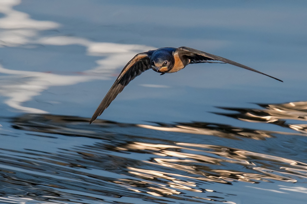 D50 5998 rasante Jagd über dem Wasser IA 8 2017