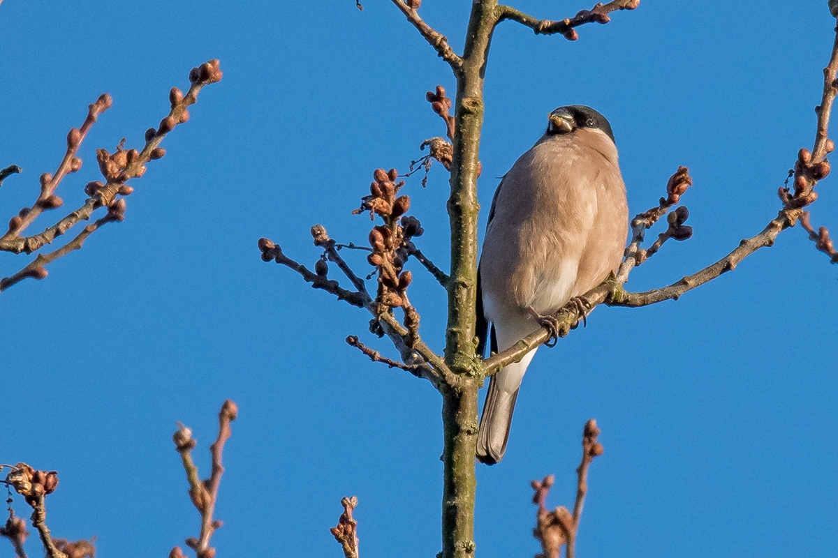 D50 6148 Frau Dompfaff IA 12 2016