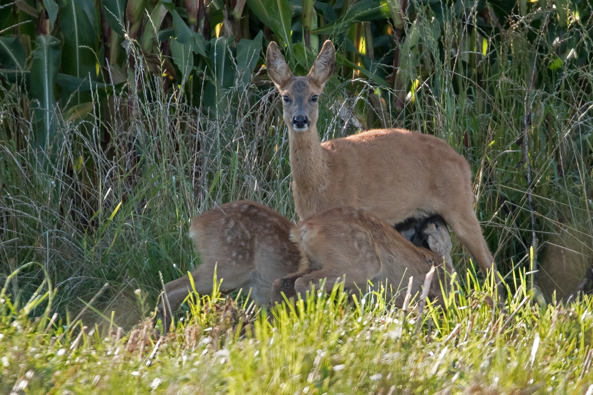 D50 6173 Ricke säugt ihre Kitze IA 8 2017