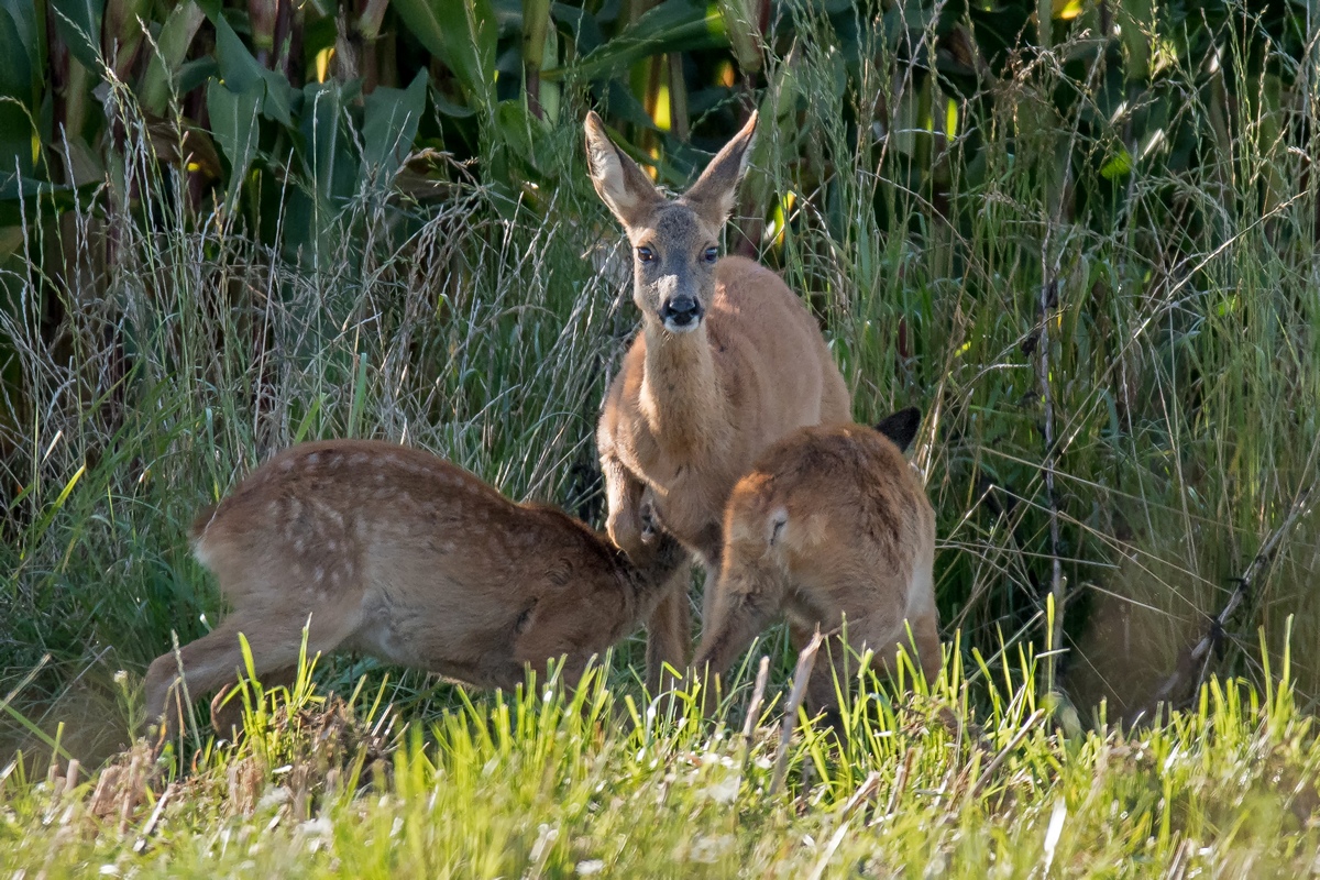 D50 6177 Ricke säugt ihre Kleine IIA 8 2017