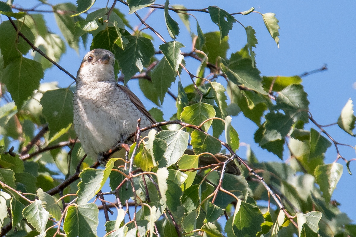 D50 6260 junger Neuntöter IIIA 7 2018