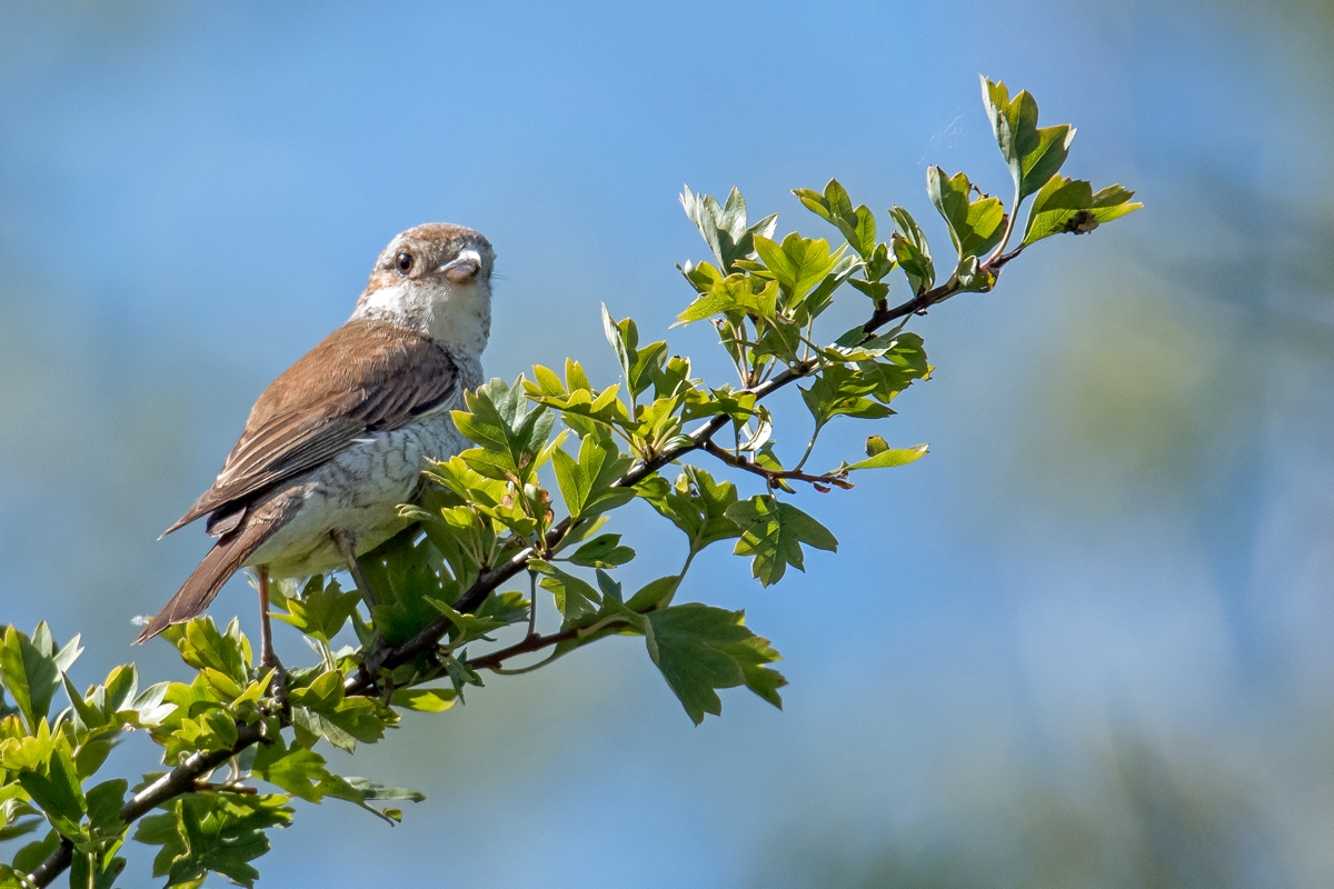 D50 6262 Neuntöter Jungvogel IIA 7 2018