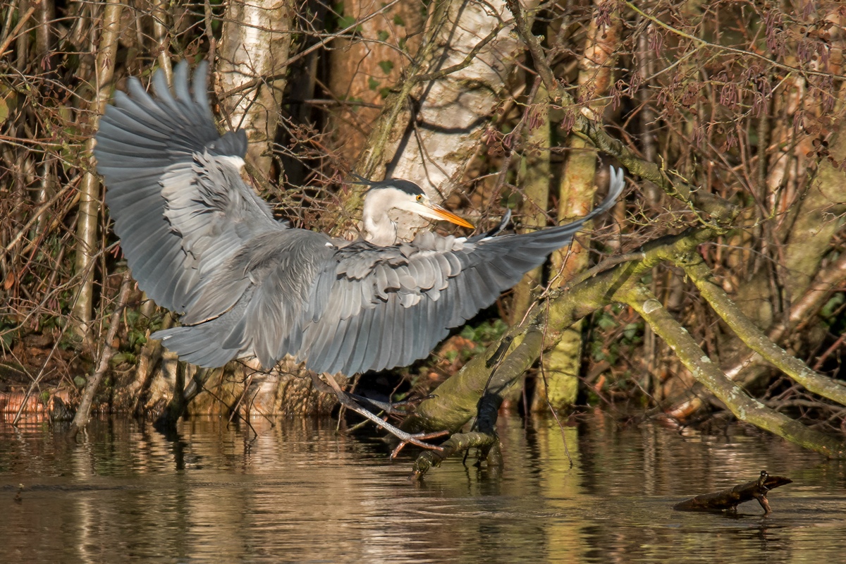 D50 6270 Graureiher bei der Landung IA 1 2017
