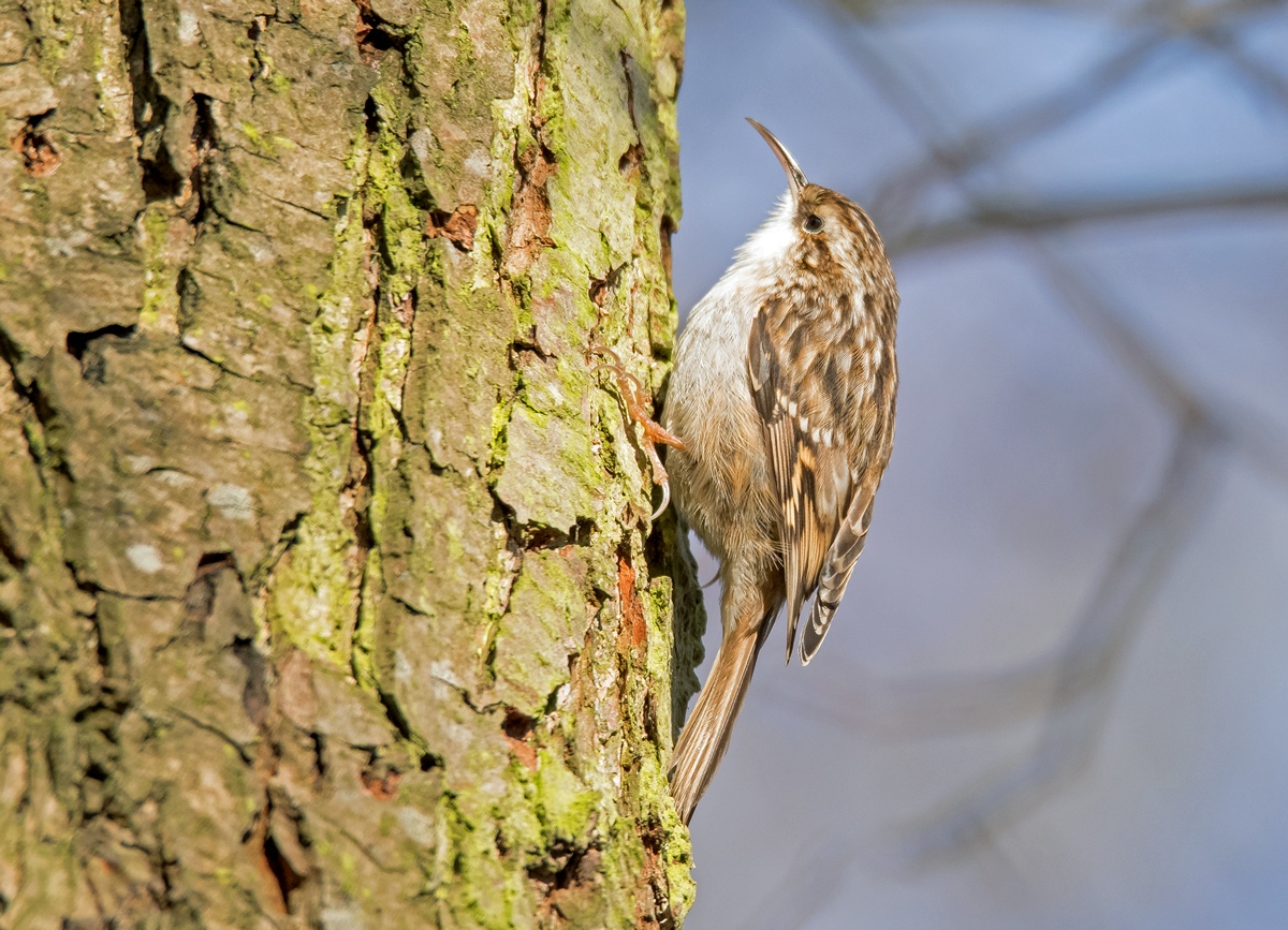D50 6353 Gartenbaumläufer IA 1 2017