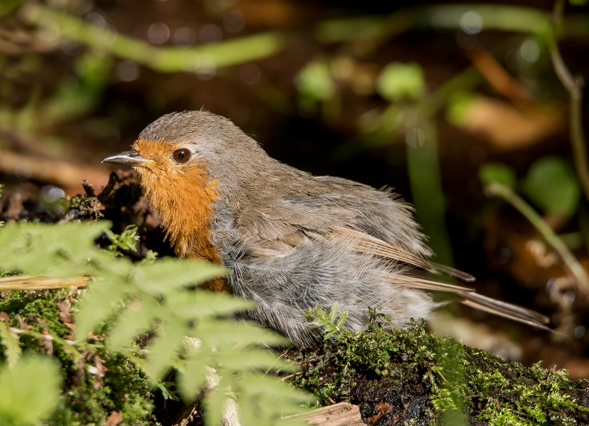 D50 6429 Rotkehlchen beim Sonnenbad im Wald IA 7 2018