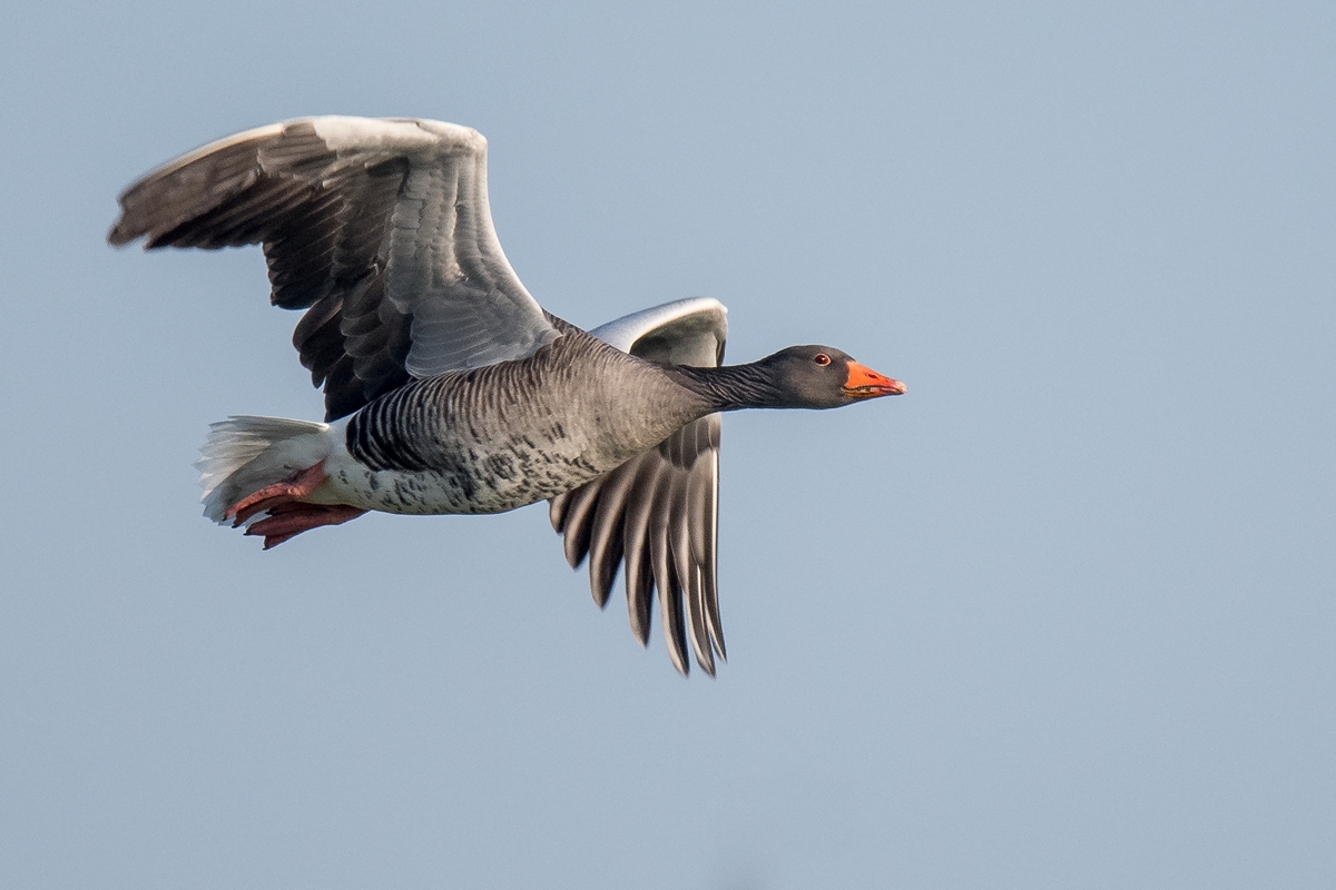 D50 7043 Graugans im Vorbeiflug IA 1 2017