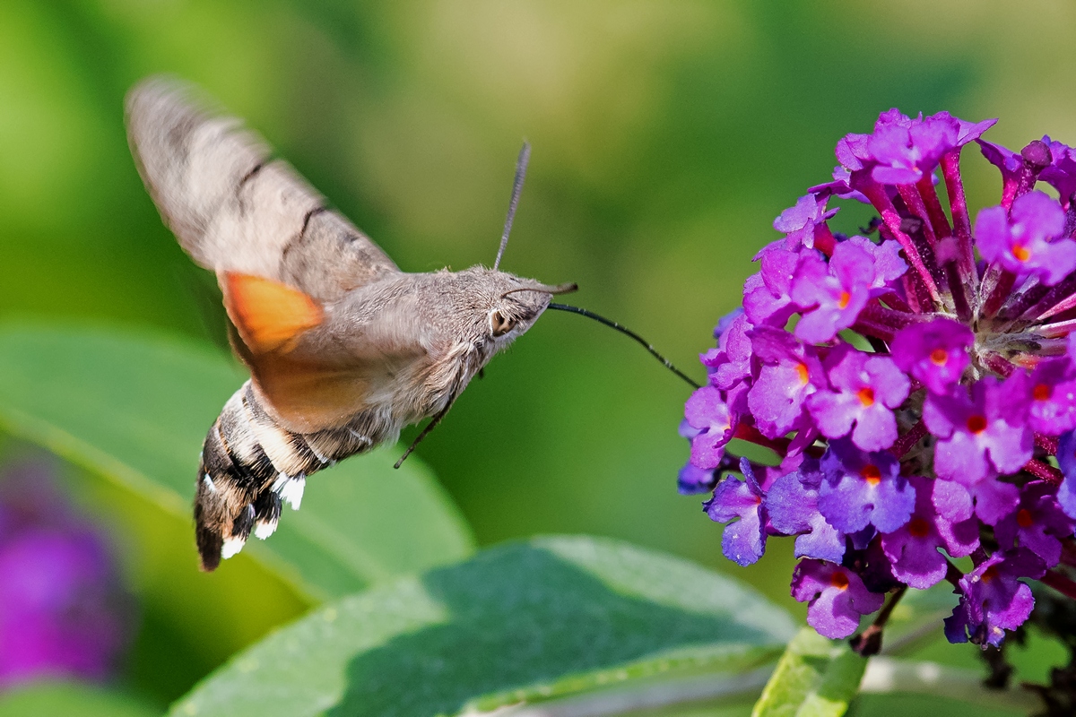 D50 7185 Wollschwärmer IA 8 2018