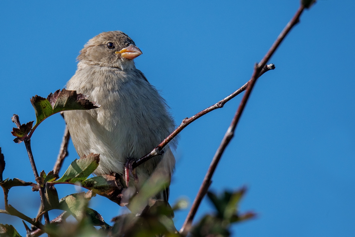 D50 7213 Jungspatzenweibchen IA 9 2018