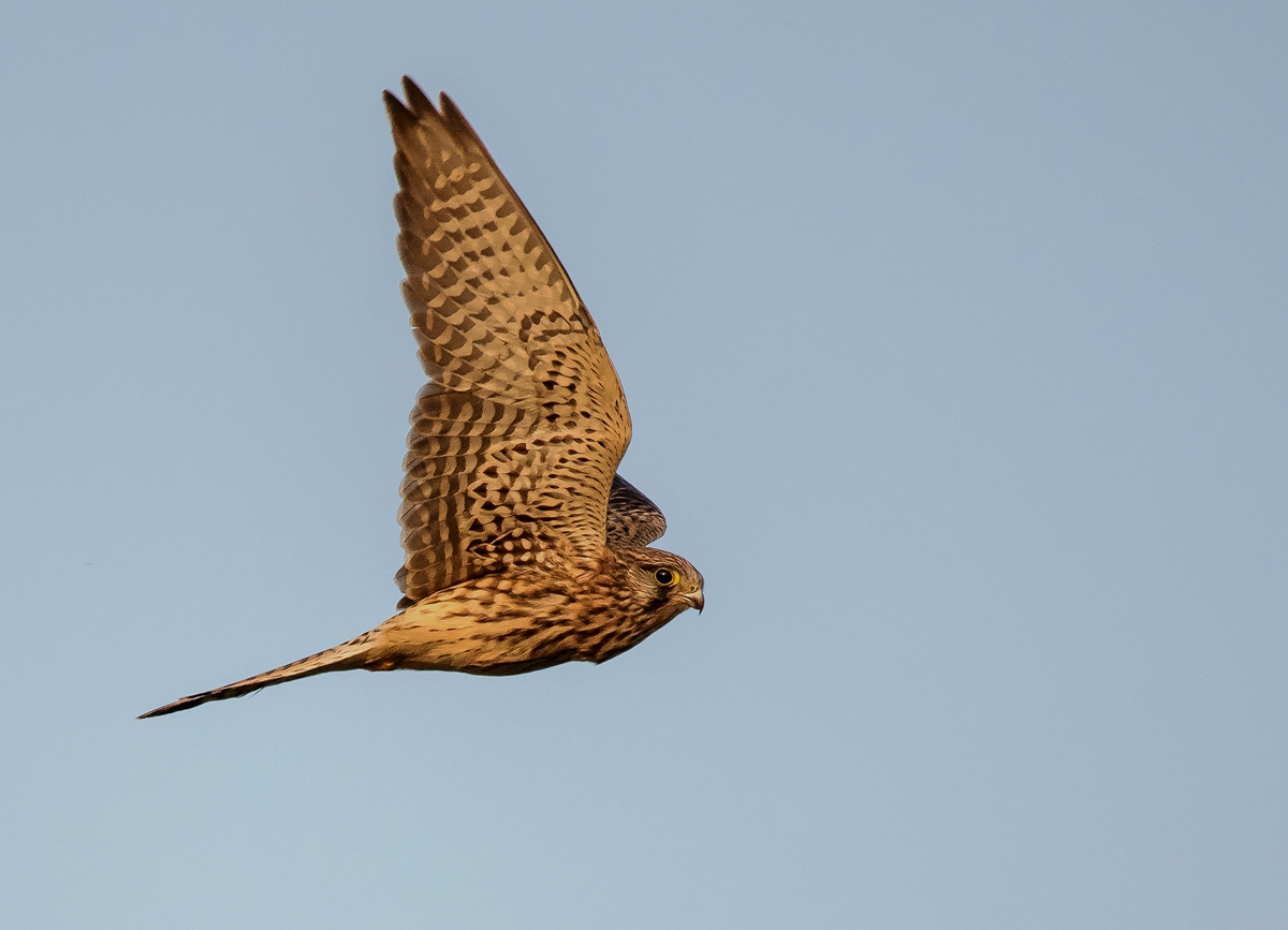 D50 7450 Turmfalke im Abendlicht IIA 9 2017