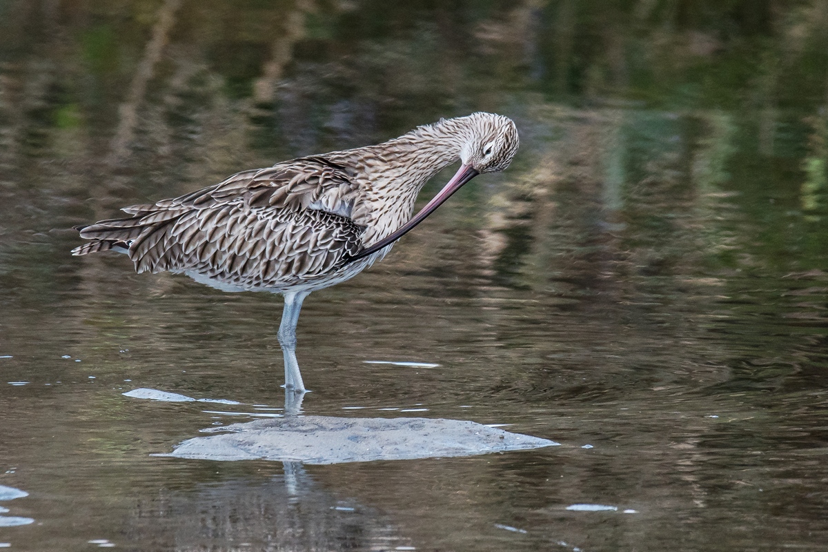 D50 7470 Brachvogel bei Gefiederpflege IA 9 2018