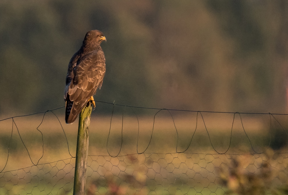 D50 7531 Bussard im AbendlichtIA 10 2017
