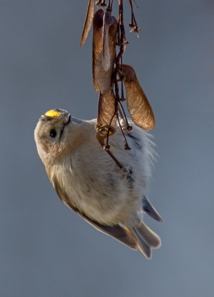 D50 7559 Wintergoldhähnchen III CA 2017