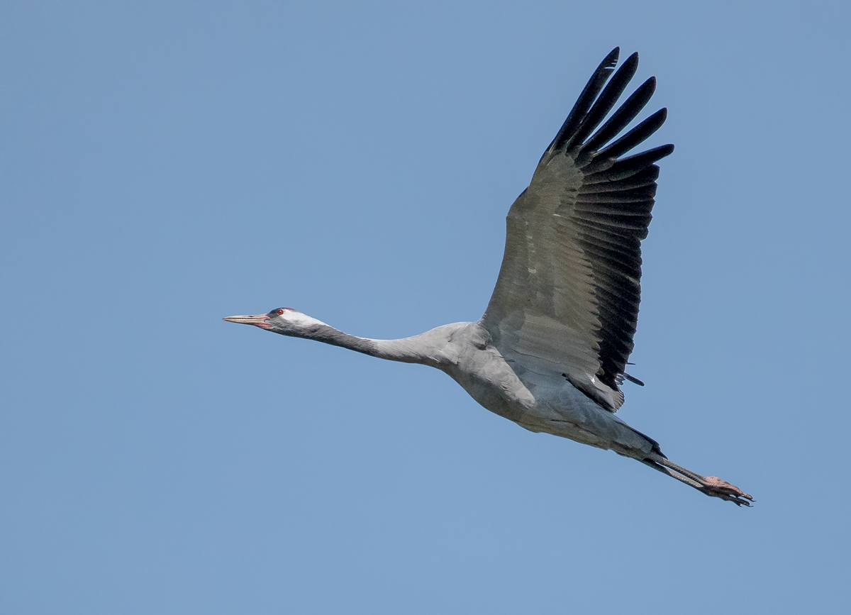 D50 7574 Kranich im Steugflug IA ) 2018