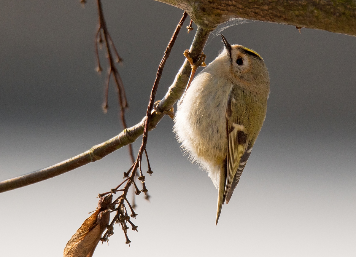 D50 7632 Wintergoldhähnchen III A 2 2017