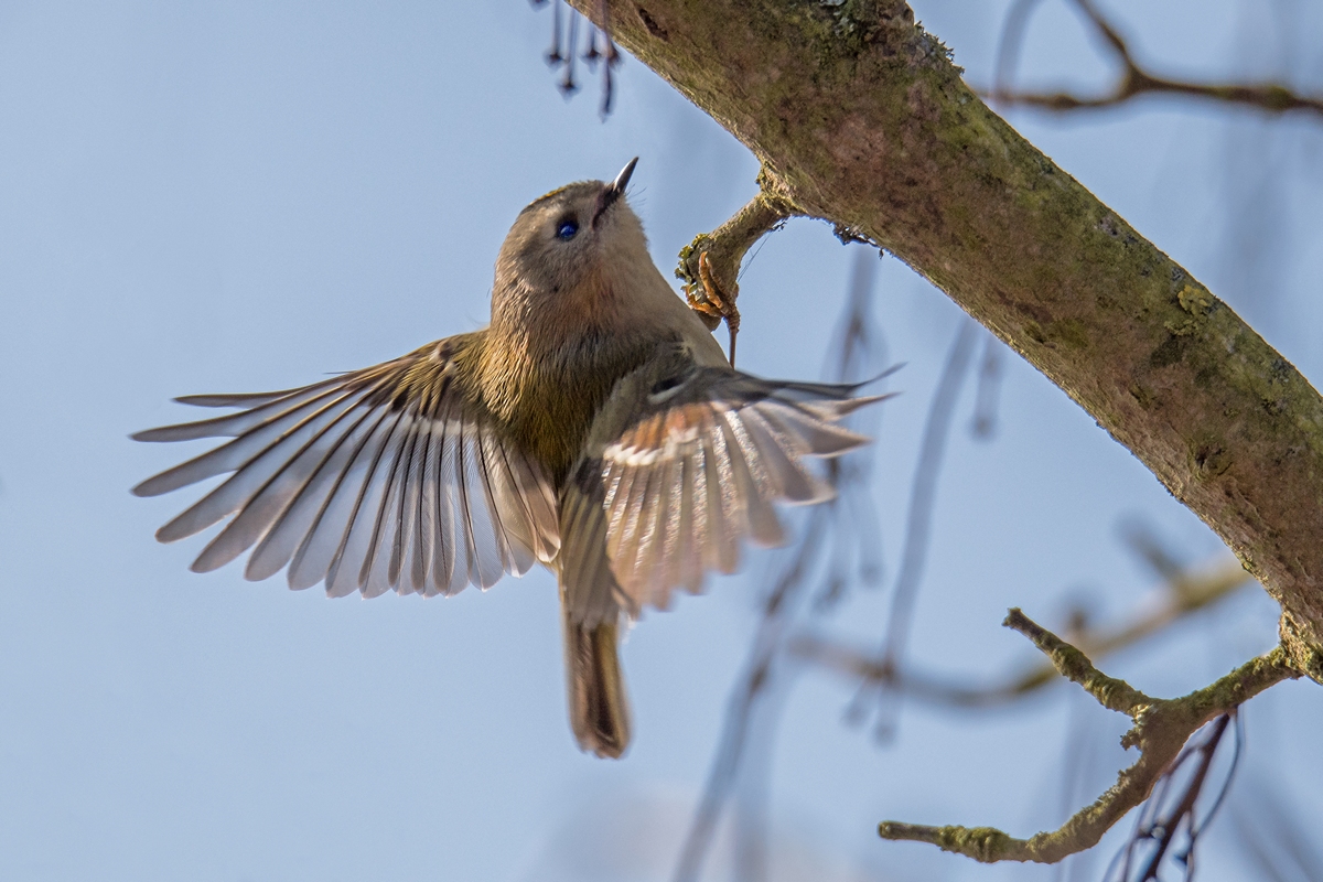 D50 7651 Wintergoldhähnchen auf Futtersuche IB 2 2017
