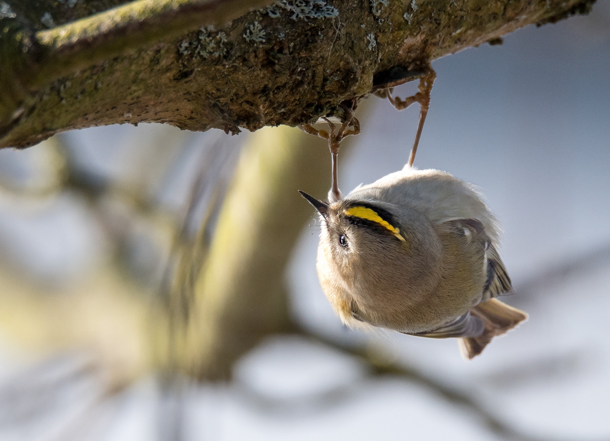 D50 7688 W Goldhähnchen über Kopf IA 2 2017