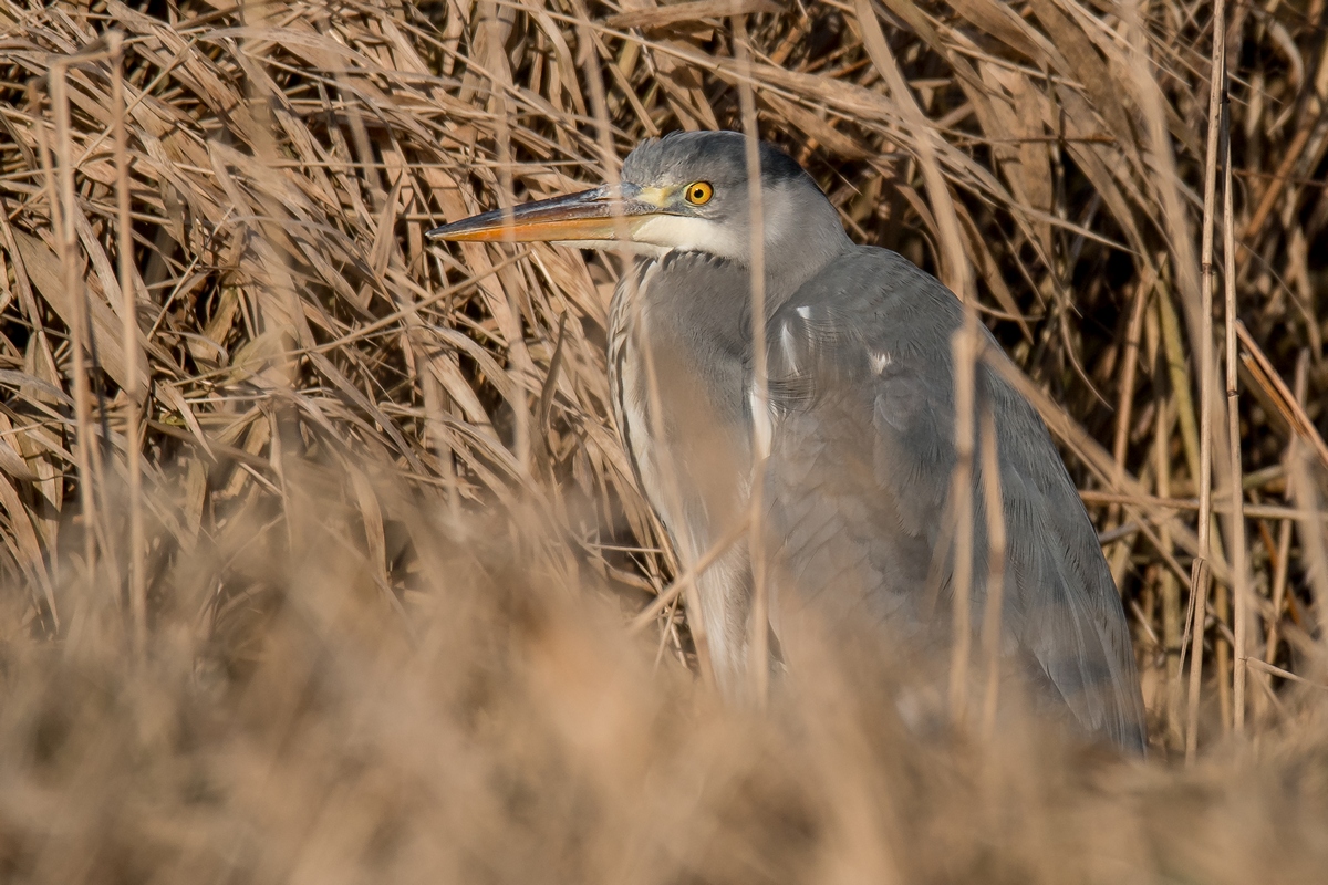 D50 7738 versteckt im Schilf IA 2 2017