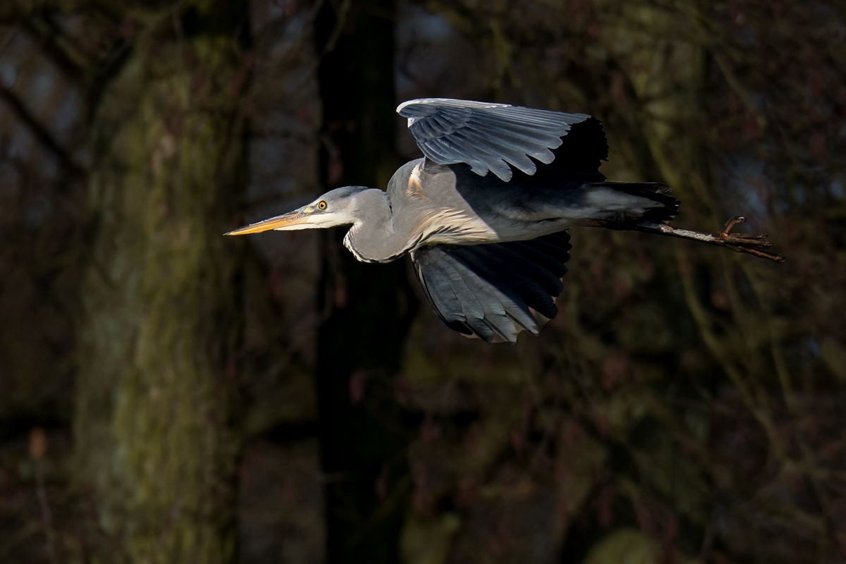 D50 7749 Reiher vor dunklem Wald IA 2 2017