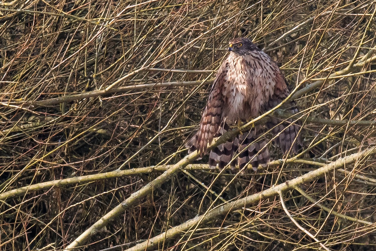 D50 7782 Bussard trocknet Gefieder IA 2 2017