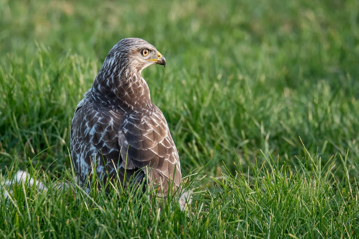 D50 7963 Bussard auf Wiese IIA 10 2018