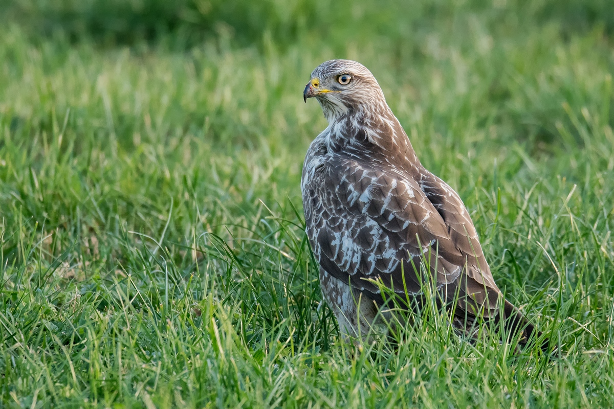 D50 7982 Bussard im Gras IA 10 2018