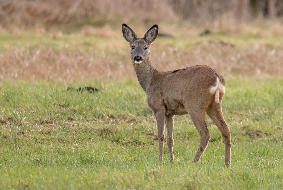 D50 8063 Aufmerksame Ricke IA 3 2017