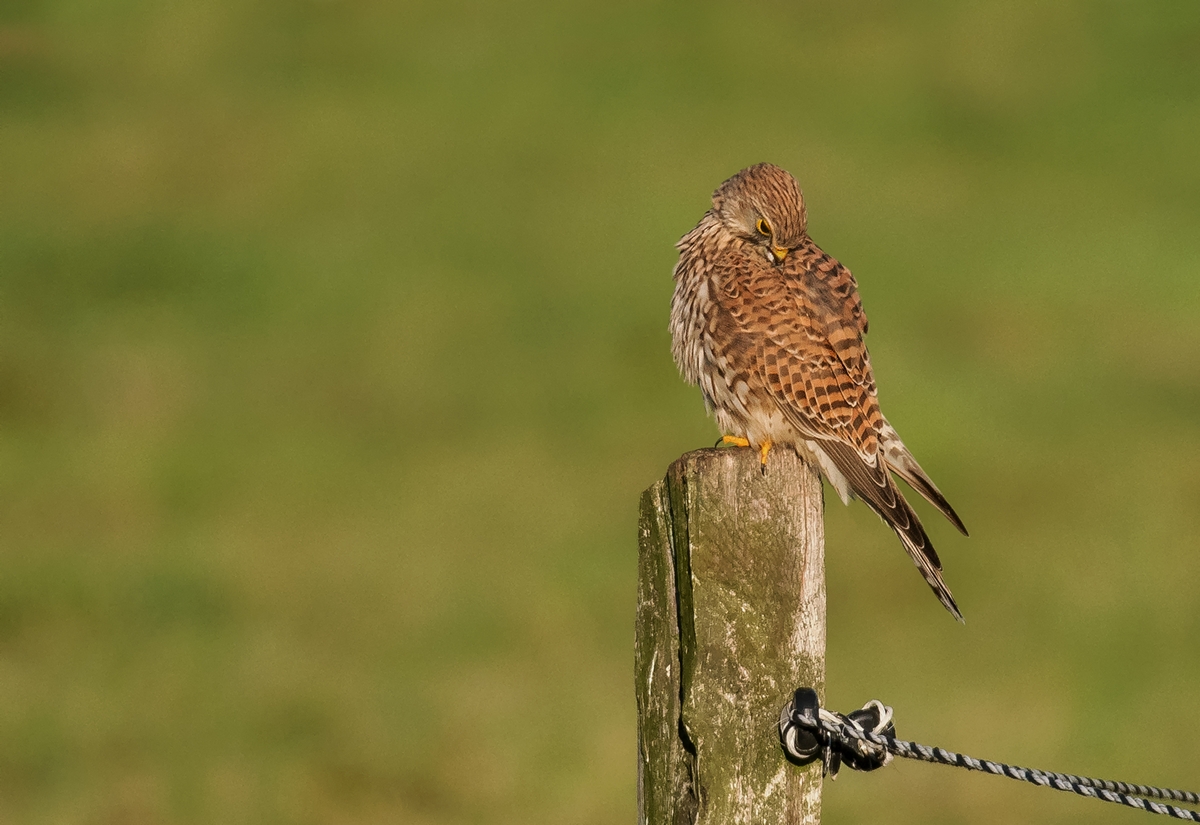 D50 8066 Turmfalke bei der Gefiederpflege IA 10 2018
