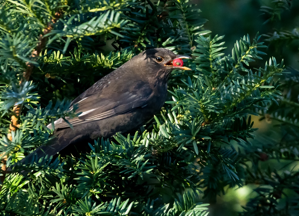 D50 8084 Amsel mit Beere vom Taxus IA 11 2017
