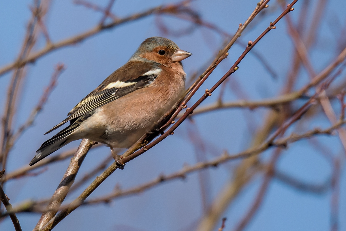 D50 8623 Buchfinkenmännchen IIA 1 2019