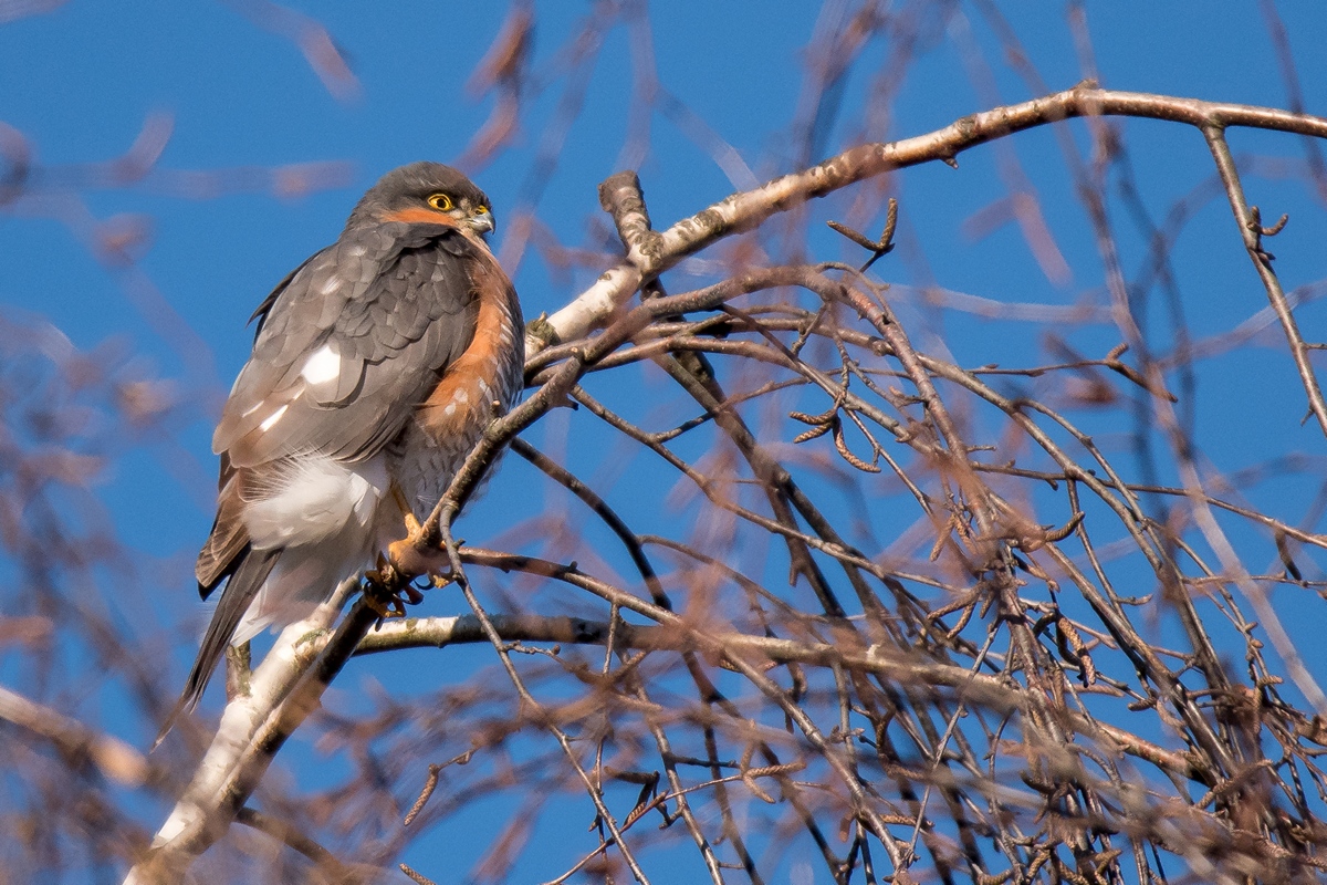 D50 8903 Sperber Männchen IA 01 2018