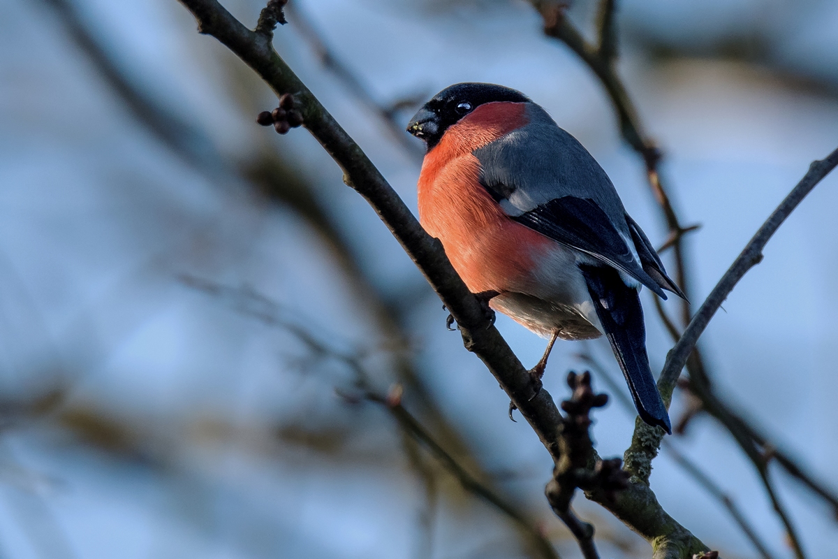 D50 8914 Dompfaffmännchen IA 2 2019
