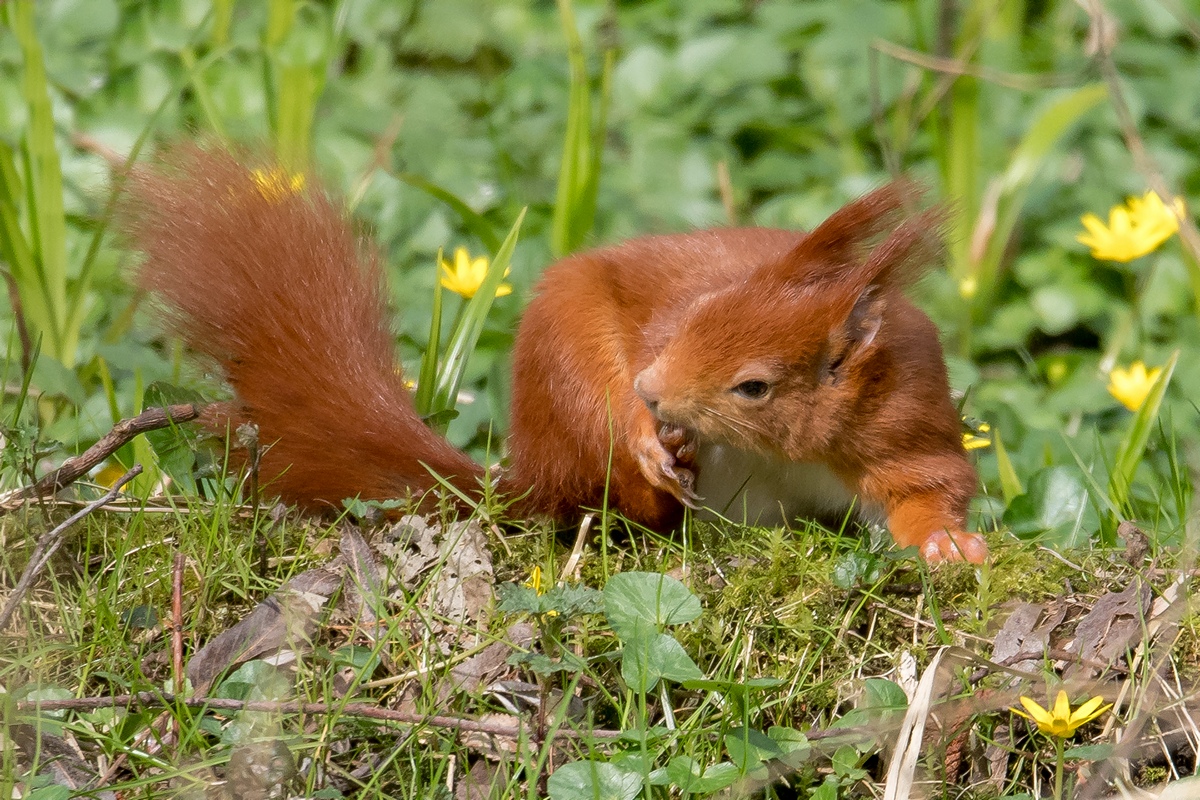 D50 8943 Hörnchen beim PutzenIA 3 2017