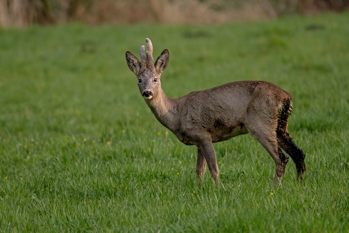 D50 8965 Rehbock II A 4 2017