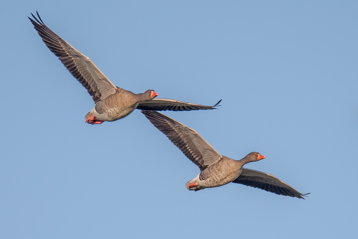 D50 9101 Graugänseduo IA 1 2018