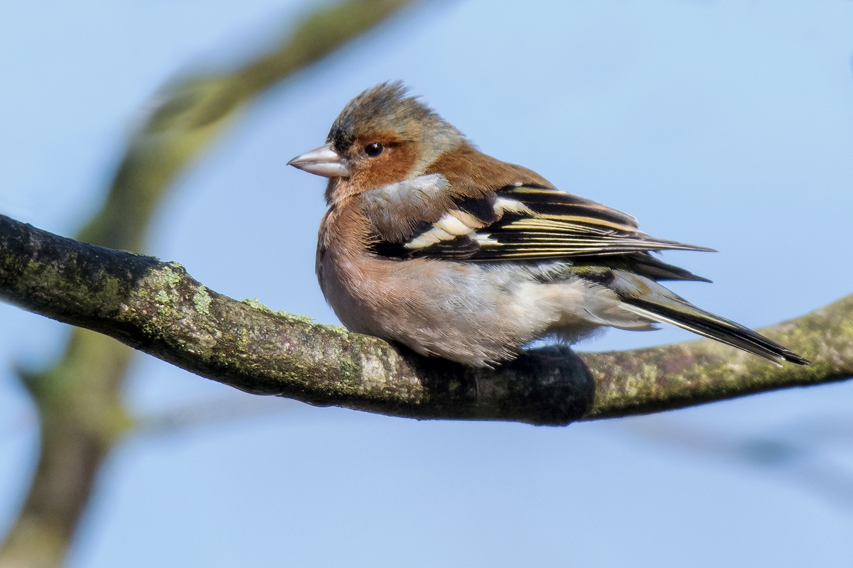 D50 9128 Buchfink sonnt sich in Märzsonne IA 3 2019