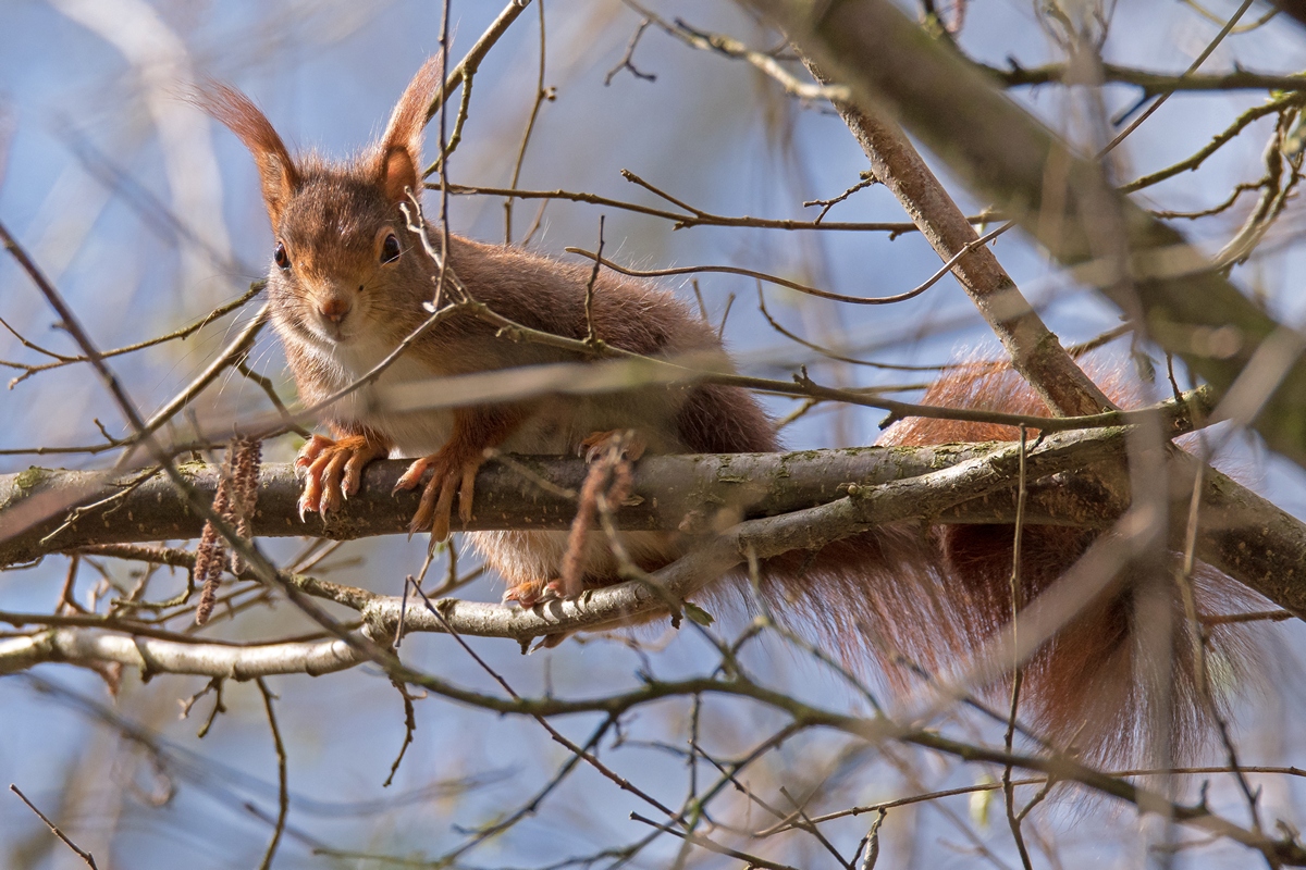 D50 9221 Hörnchen im GebüschIA 4 2017