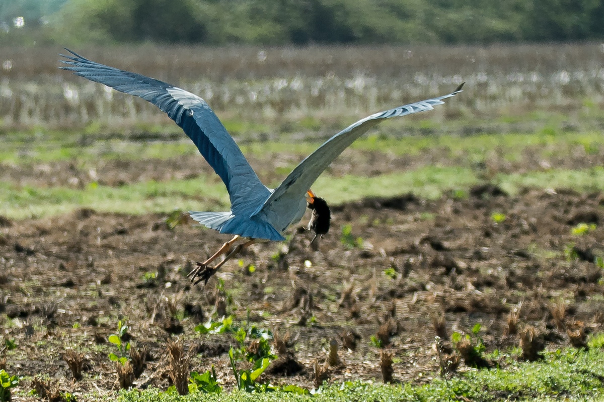 D50 9260 Graureiher mit MaulwurfIA 4 2017