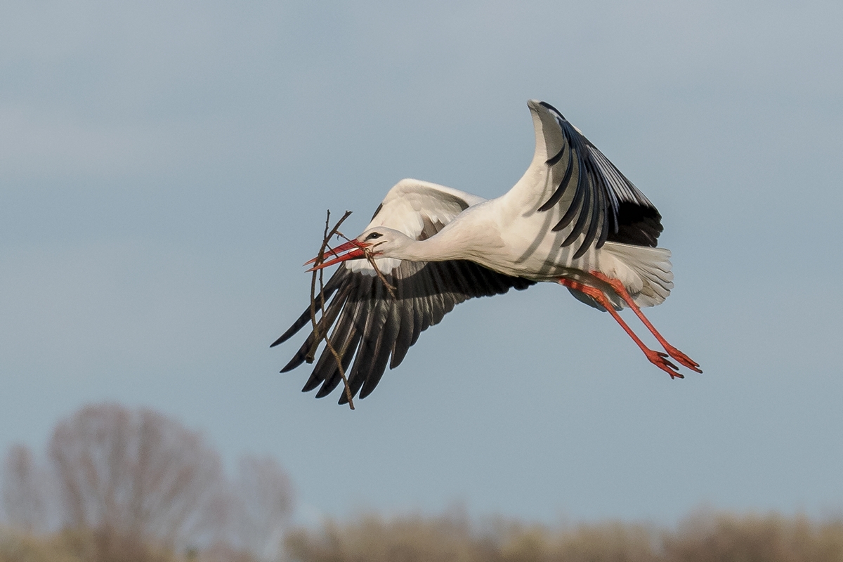 D50 9357 wunderschöne Schwingen IA 3 2019