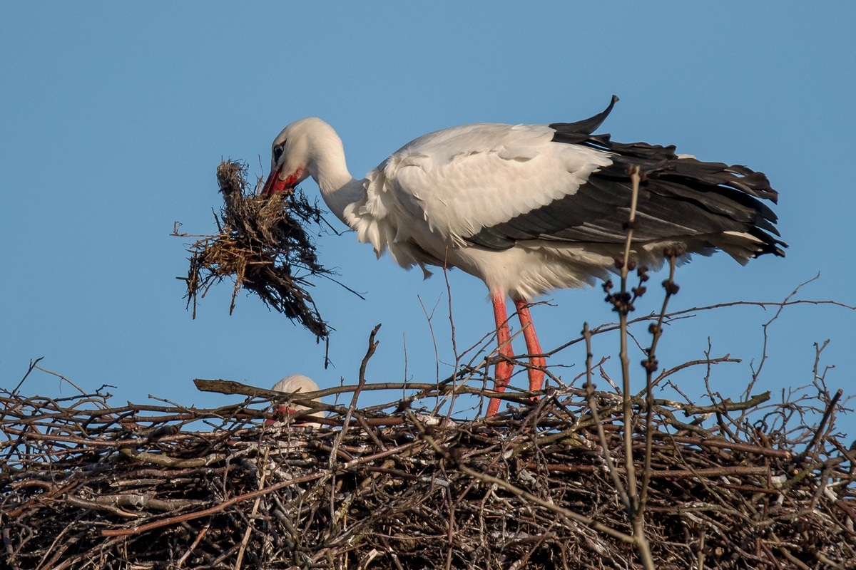 D50 9379 noch was zum Polstern IA 3 2019